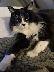 Kibbyfront Declawedurgent!!!! thumbnail 4