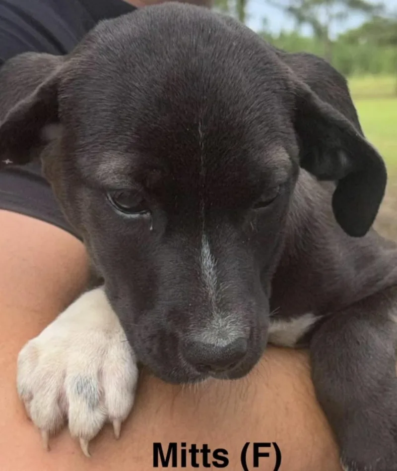 A baby medium-sized female Black Mixed Breed dog named Mitts for adoption in Parma, OH