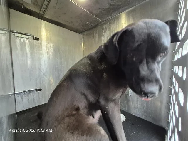 An adult large-sized female Mastiff dog named Jodi for adoption in San Antonio, TX