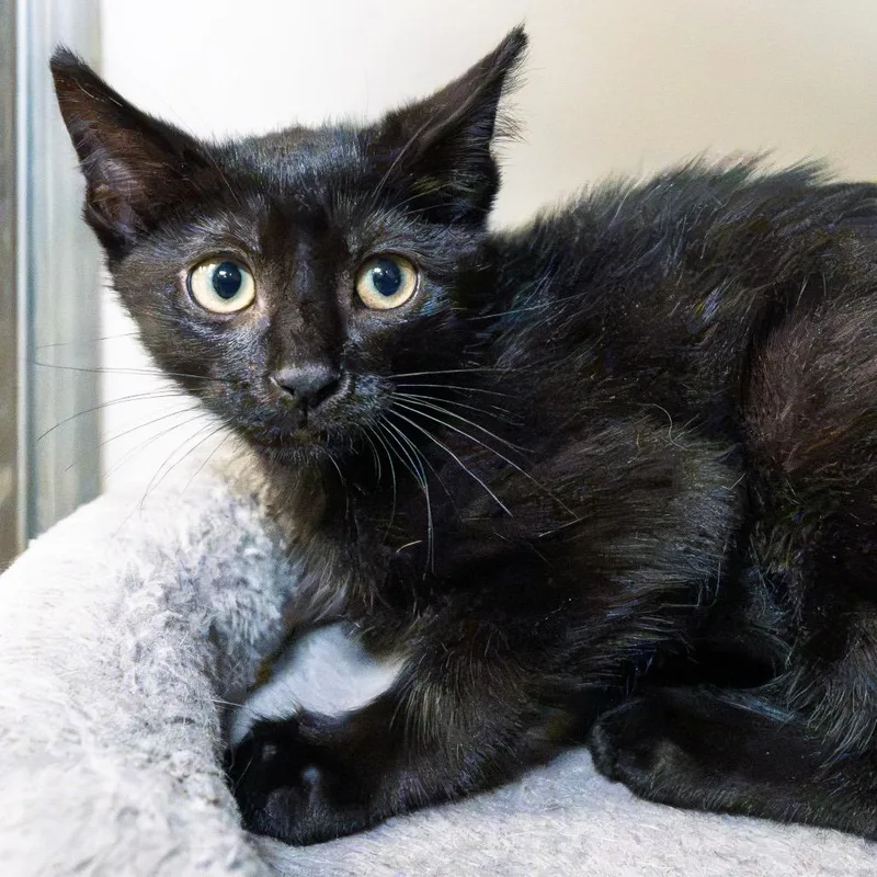 A baby small-sized male Black Domestic Short Hair cat named Walla Walla for adoption in South Elgin, IL