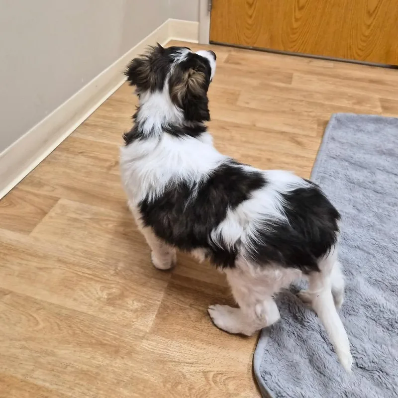 A baby small-sized male Mixed Breed dog named Benny for adoption in Woodstock, IL