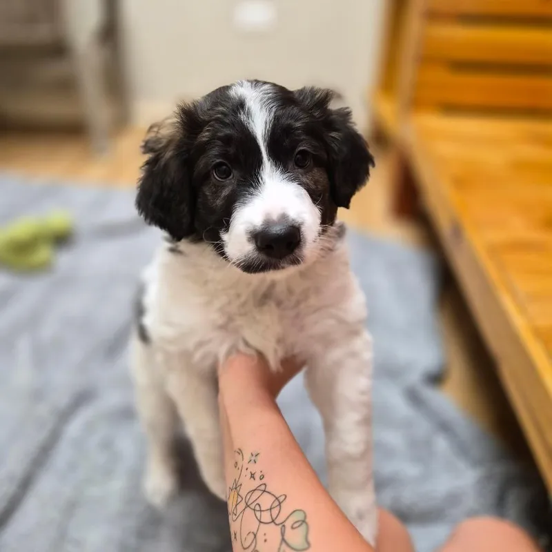 Benny thumbnail 2