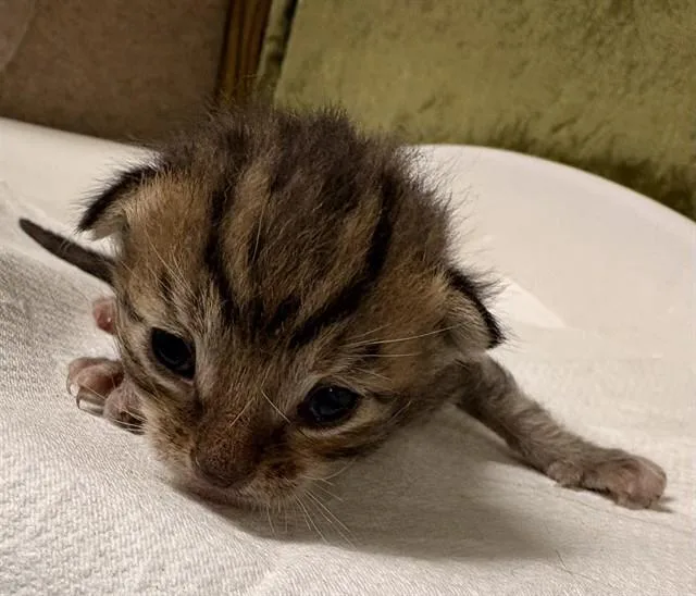 A baby small-sized female Domestic Short Hair cat named Jessie for adoption in Riverside, CA