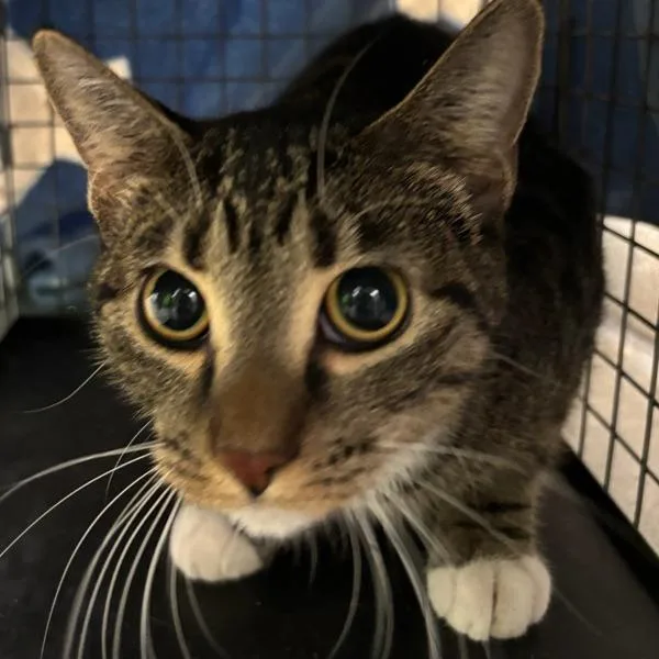 A young small-sized female Domestic Short Hair cat named Montana for adoption in Des Moines, IA