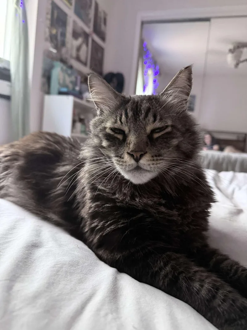 A senior large-sized male Gray / Blue / Silver Maine Coon cat named Hazel for adoption in largo, FL