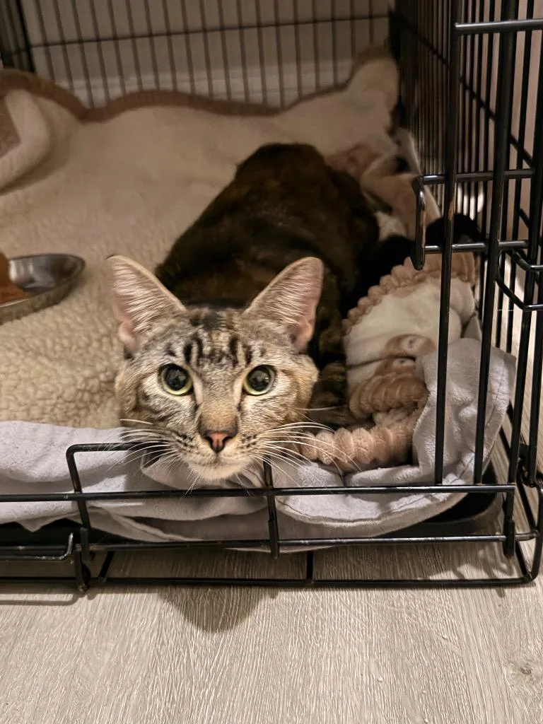 A young medium-sized female Manx cat named Storybell for adoption in Newnan, GA