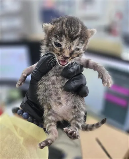 A baby medium-sized female Domestic Short Hair cat named Dot for adoption in Dallas, TX