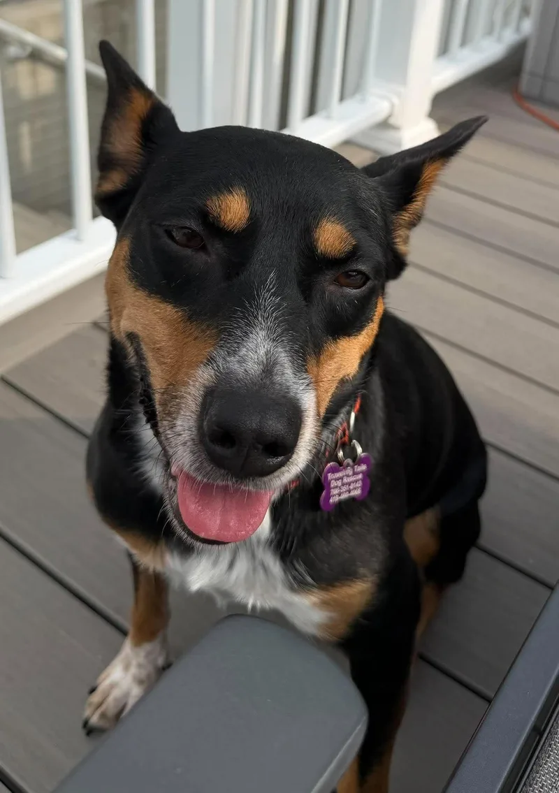An adult medium-sized female Australian Cattle Dog / Blue Heeler dog named Percy for adoption in Palos Heights, IL