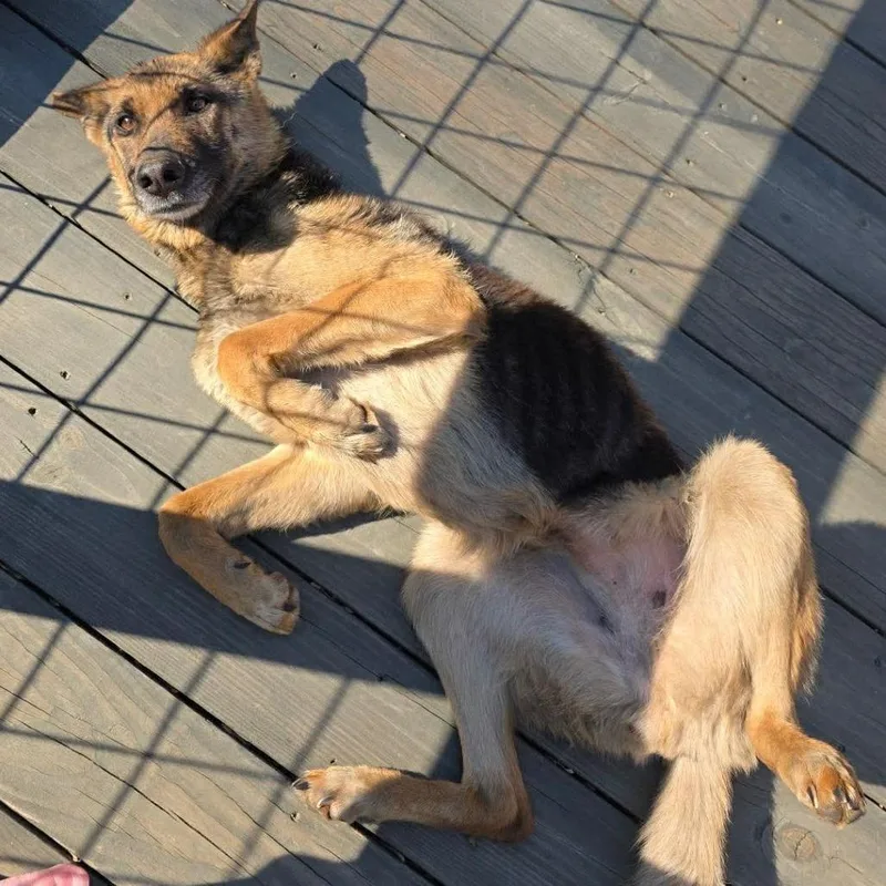 An adult medium-sized female Black Mixed Breed dog named Sonnet Stray Hold for adoption in Huntington, WV