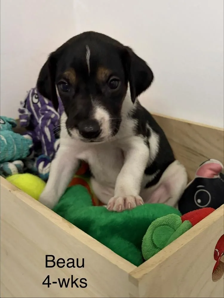 A baby medium-sized male Foxhound dog named Beau for adoption in Louisa, VA