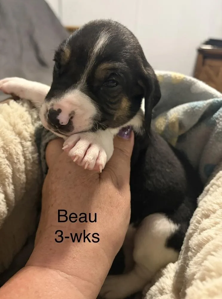 Beau thumbnail 2