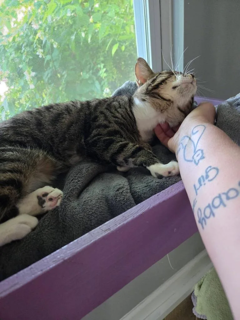 A young small-sized female Domestic Short Hair cat named Max for adoption in Hampton, VA