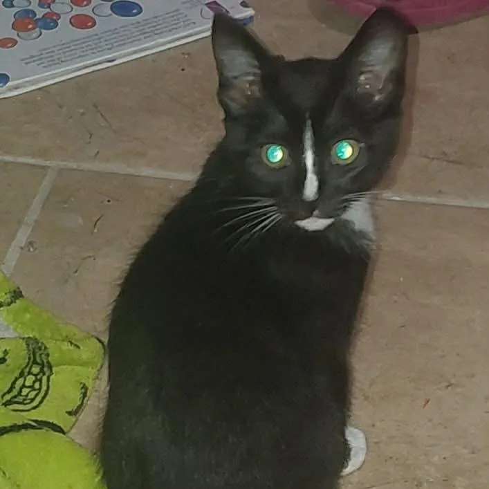 A baby small-sized female Black Domestic Short Hair cat named Opalite for adoption in Newcastle, OK