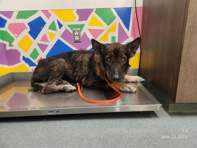 An adult large-sized female German Shepherd Dog dog named Sage for adoption in Baytown, TX