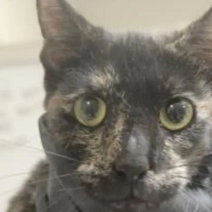 An adult medium-sized female Tortoiseshell Domestic Short Hair cat named Gigi for adoption in Temecula, CA
