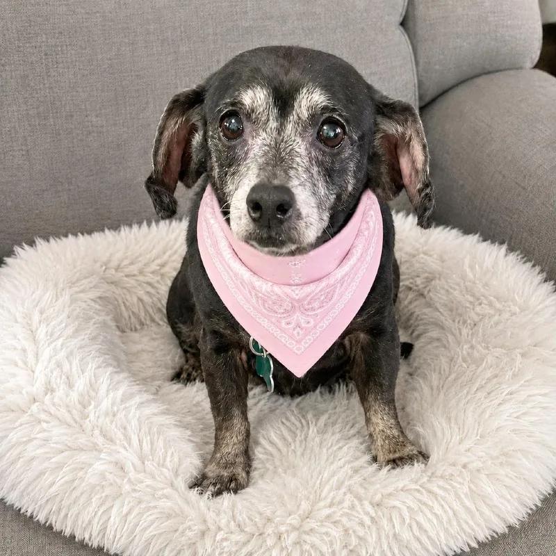 A senior small-sized female Black Chihuahua dog named Freesia for adoption in Boerne, TX