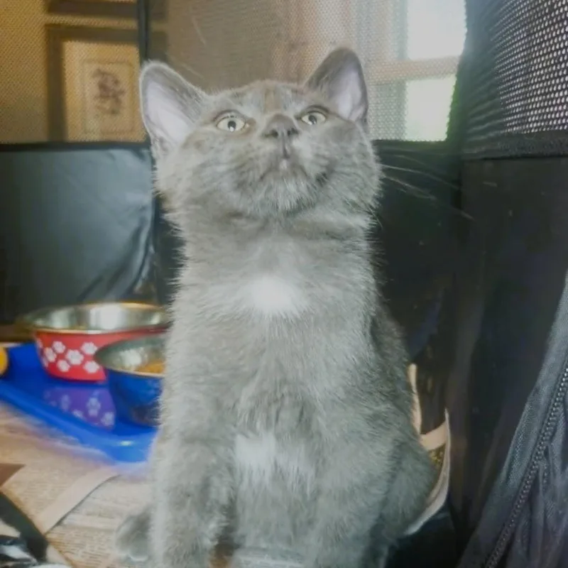A baby medium-sized male Gray / Blue / Silver Domestic Short Hair cat named Archer for adoption in Rochester, NY