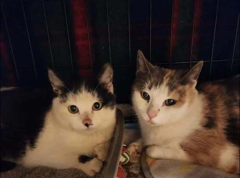 A young medium-sized male Calico Domestic Short Hair cat named Linda Marie And Joey for adoption in Mokena, IL
