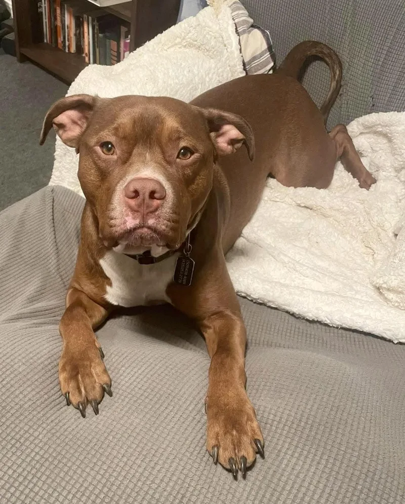 An adult large-sized male Pit Bull Terrier dog named Van Haagar for adoption in West Richland, WA