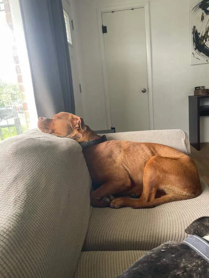 Van Haagar thumbnail 3