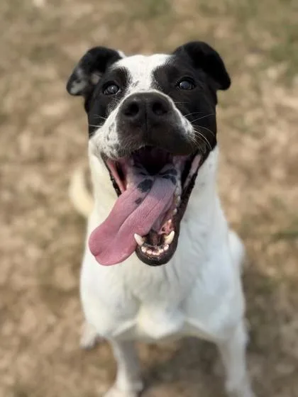 A young medium-sized female Labrador Retriever dog named Pongo for adoption in Atlanta, GA