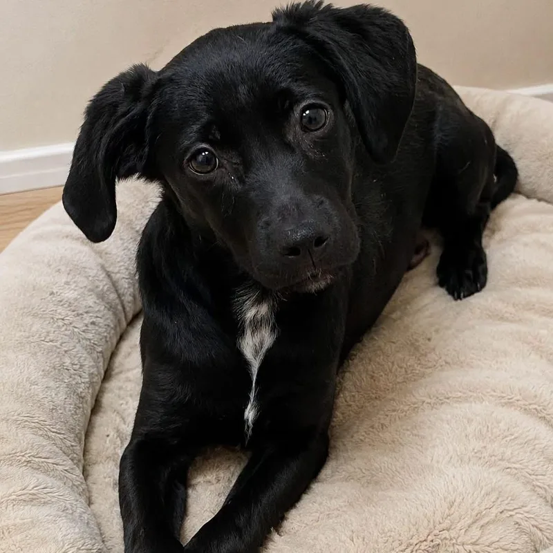 A baby medium-sized male Mixed Breed dog named Henry for adoption in Cranston, RI