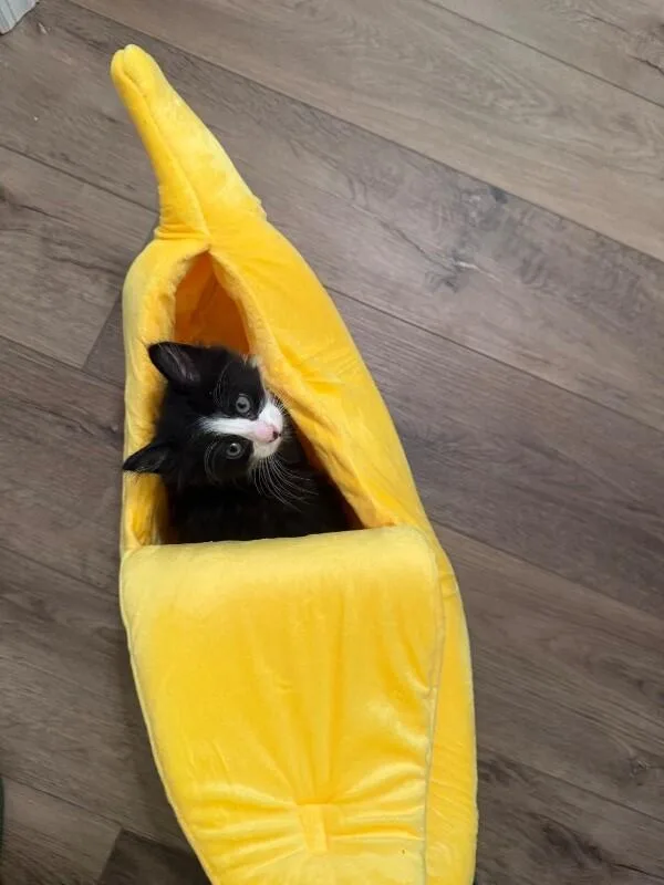 A baby medium-sized male Black & White / Tuxedo Domestic Long Hair cat named Eos for adoption in Colmar, PA