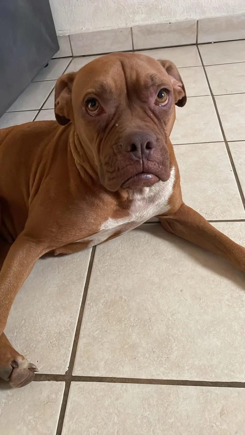 A young medium-sized female Boxer dog named Clara for adoption in santa monica, CA