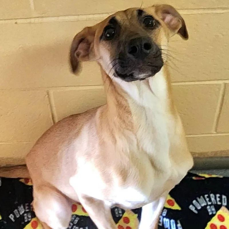 A young medium-sized male Black Belgian Shepherd / Malinois dog named Quallow for adoption in Danville, VA