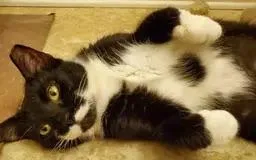 An adult medium-sized female Domestic Short Hair cat named Lucy for adoption in Smyrna, DE