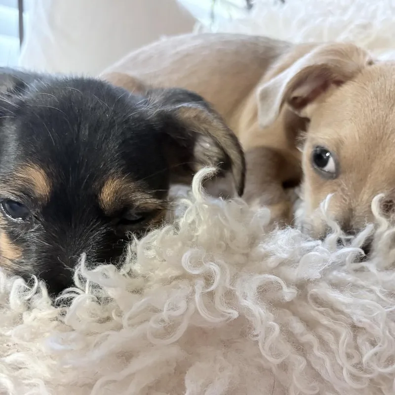 A baby small-sized male Chihuahua dog named Montgomery for adoption in Fayetteville, GA