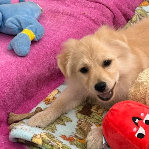 A baby small-sized male White / Cream Pomeranian dog named Chestnut for adoption in Point Richmond, CA