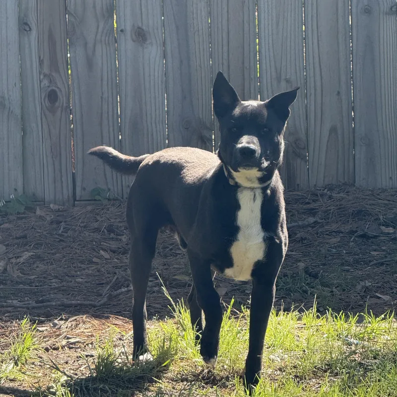 An adult medium-sized male Black Shepherd dog named Chico for adoption in Annandale, VA