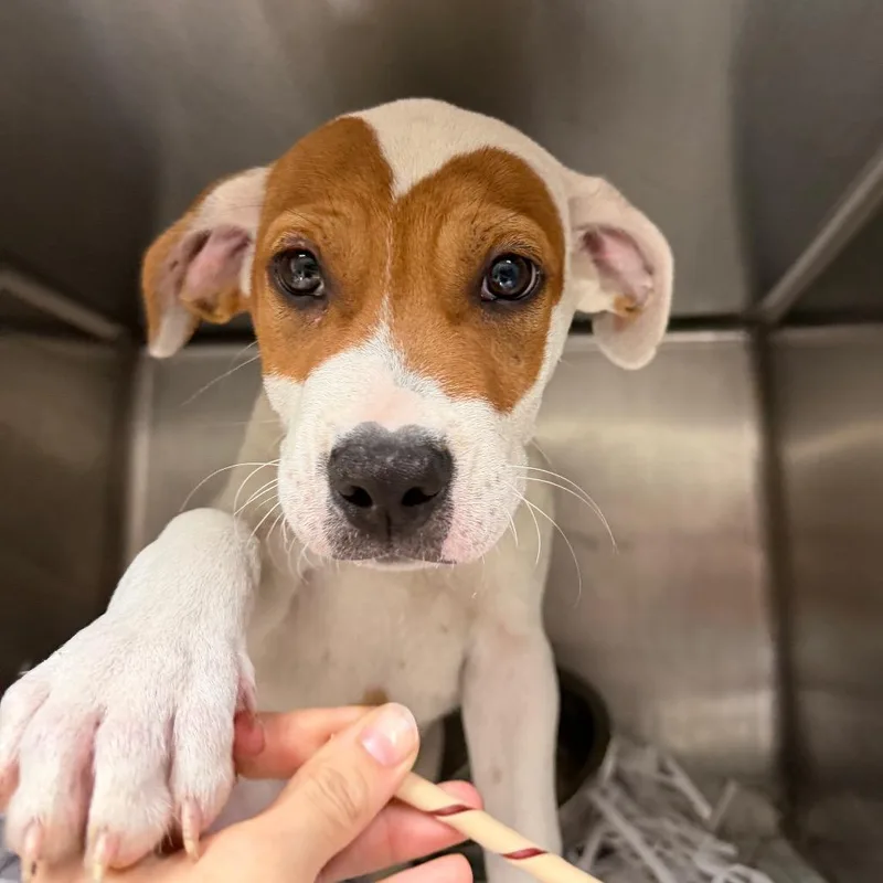 A baby large-sized male White / Cream Mixed Breed dog named Sepia for adoption in Lakeland, FL