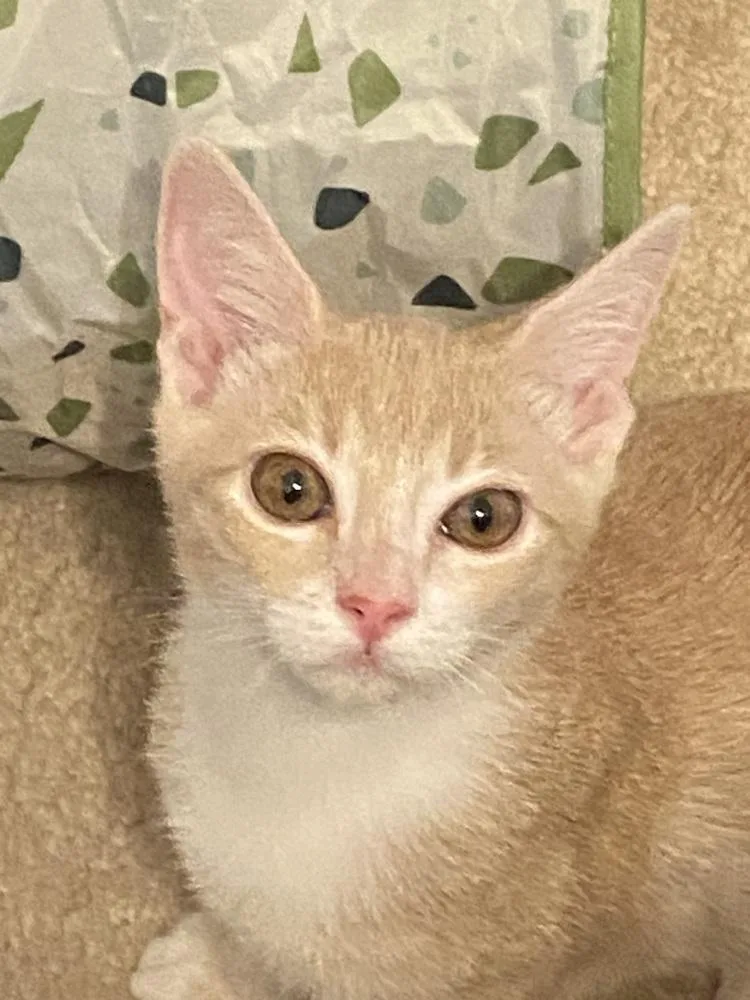 A baby small-sized female Domestic Short Hair cat named Blondie NC for adoption in Dallas, TX