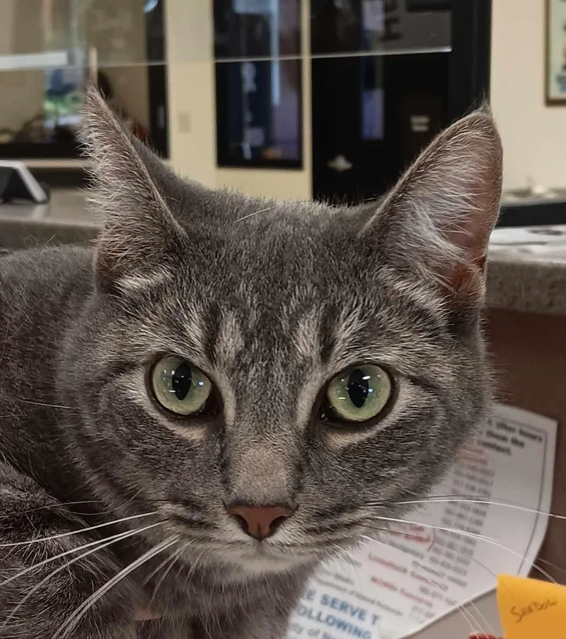 An adult medium-sized female Tabby (Gray / Blue / Silver) Domestic Short Hair cat named Betty Ann for adoption in New Castle, IN