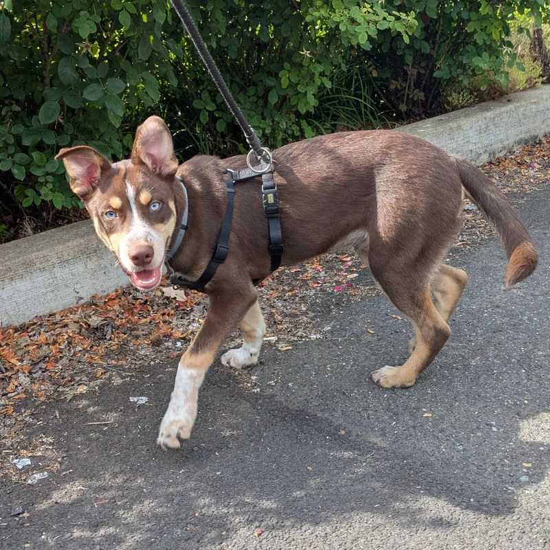 A baby medium-sized male Merle (Red) Husky dog named Three for adoption in Tigard, OR