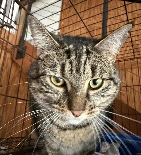 An adult medium-sized female Domestic Short Hair cat named Anne Marie for adoption in Zimmerman, MN