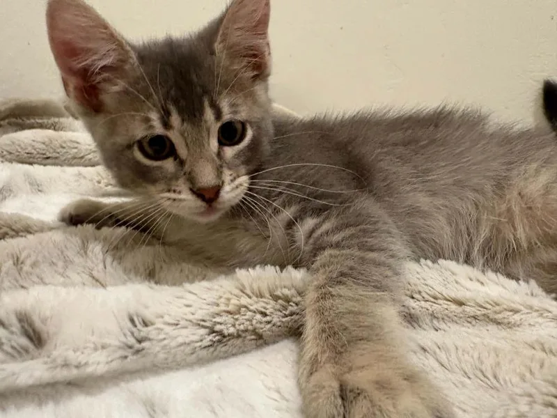 A baby small-sized male Blue Point Domestic Short Hair cat named Claude for adoption in tucson, AZ