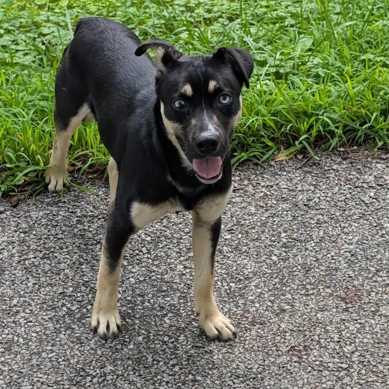 A young medium-sized male Black Mixed Breed dog named Simon for adoption in Uniontown, PA