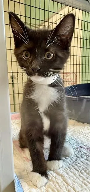 A baby small-sized female Domestic Short Hair cat named Sweetie for adoption in Sarasota, FL