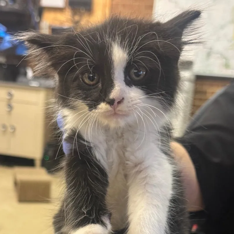 A baby small-sized male White Domestic Short Hair cat named Jacob for adoption in Birmingham, AL
