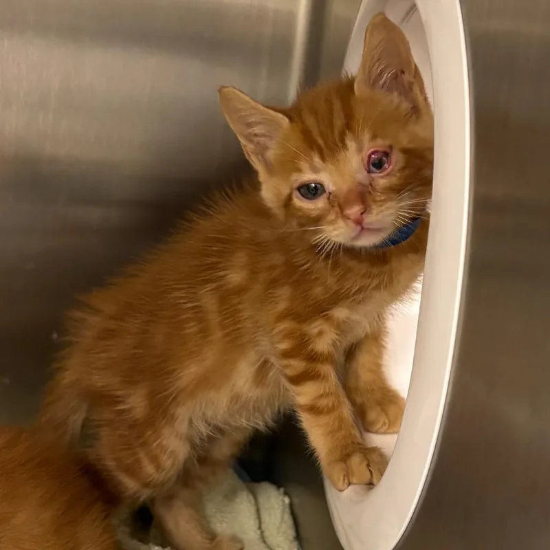A baby small-sized male Orange / Red Domestic Short Hair cat named Maurice for adoption in West Palm Beach, FL