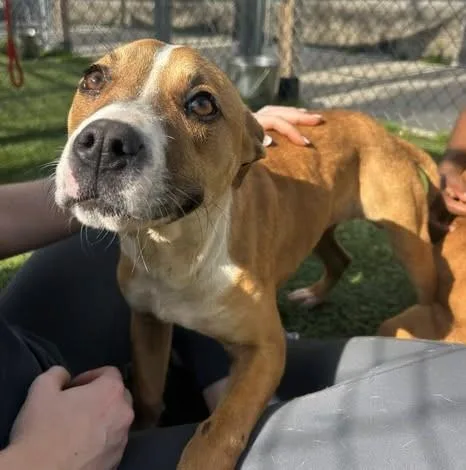 A young medium-sized female Mixed Breed dog named Lily for adoption in Columbia, SC