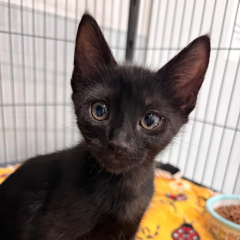 A baby small-sized female Black Domestic Short Hair cat named Aurora for adoption in Bradenton, FL