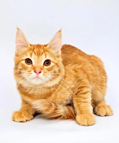 A baby small-sized male Domestic Medium Hair cat named Tangerine for adoption in Morton Grove, IL