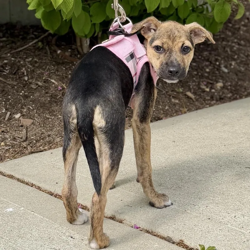 A baby small-sized female Black Terrier dog named Biscotti for adoption in East Hampton, NY