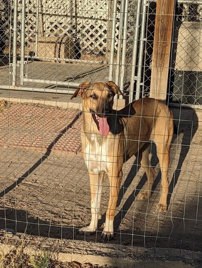 Savannah thumbnail 2