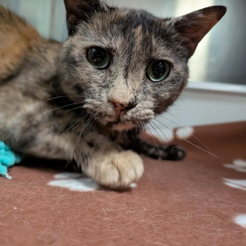 A senior medium-sized female Orange / Red Domestic Short Hair cat named Fallon for adoption in Titusville, FL