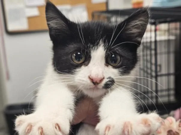 A baby small-sized female Domestic Short Hair cat named Delta for adoption in Van Nuys, CA